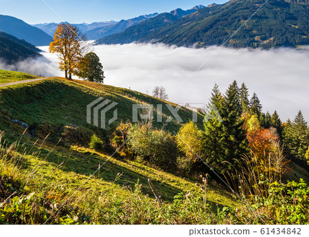 Misty autumn morning mountain and big lonely trees Misty autumn morning mountain and big lonely trees 61434842