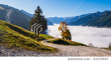 Misty autumn morning mountain and big lonely trees Misty autumn morning mountain and big lonely trees 61434843