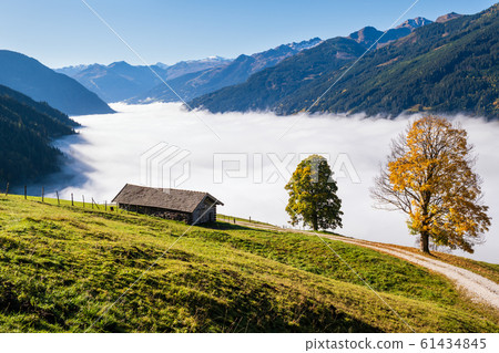 Misty autumn morning mountain and big lonely trees 61434845