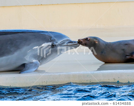 Kaikyokan dolphins and seals 61434888