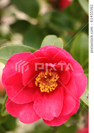 茶梅花盛開在冬天 61435562