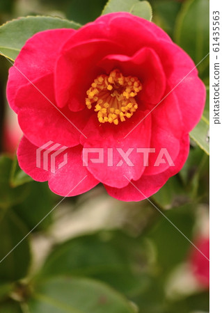 茶梅花盛開在冬天 茶梅花盛開在冬天 61435563