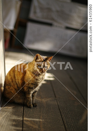 Cat in the sun Cat in the sun 61435960