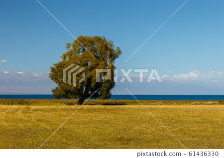 lonely tree Lake Issyk-kul 61436330