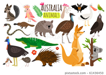 Australian animals. Vector animal icons of Australia, kangaroo and koala, wombat and ostrich emu Australian animals. Vector animal icons of Australia, kangaroo and koala, wombat and ostrich emu 61436450