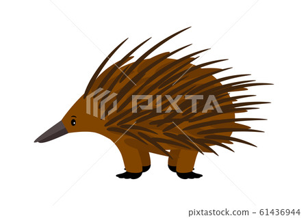 Echidna. Cute vector echidna character on white 61436944
