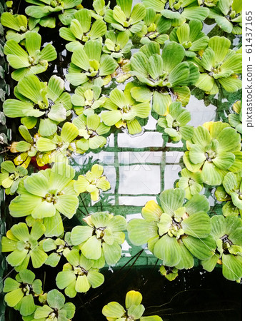 Green natural background with pistia water plant 61437165