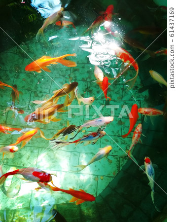 Japanese garden pool with swimming colorful fishes Japanese garden pool with swimming colorful fishes 61437169