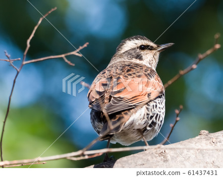 Thrush Thrush 61437431