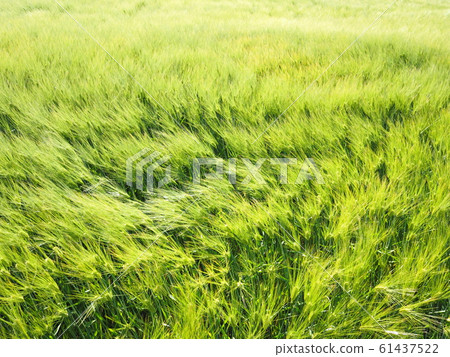 Blue wheat fields 61437522