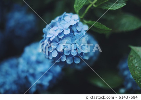 Hydrangea close-up rainy season Hydrangea close-up rainy season 61437684