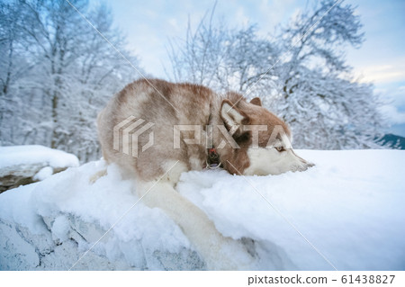 Purebred dog breed a weasel lying in a snow drift Purebred dog breed a weasel lying in a snow drift 61438827