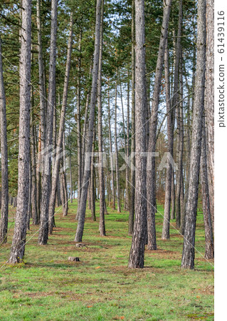 Fairy tale fir tree forest Fairy tale fir tree forest 61439116