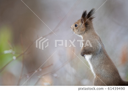 Ezoris in winter 61439490