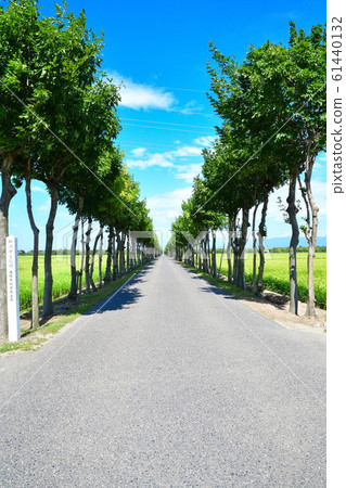 Manganji的Hasagi樹行（新潟縣） 61440132