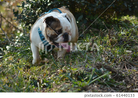 牛頭犬 牛頭犬 61440133