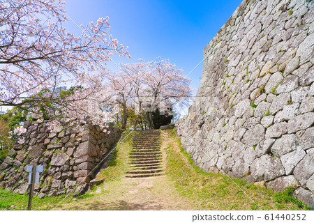 Sakura at Yonago Castle Ruins 61440252