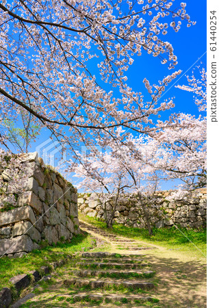 Cherry blossoms at Yonago Castle Ruins 61440254