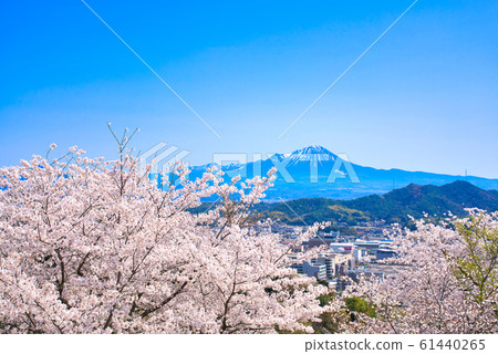 Cherry blossoms and Oyama at Yonago Castle Ruins 61440265