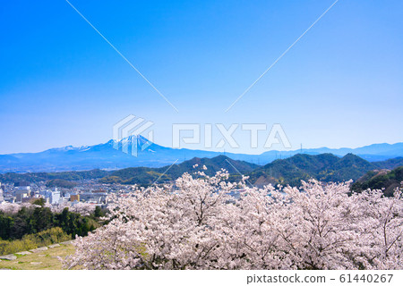Cherry blossoms and Oyama at Yonago Castle Ruins Cherry blossoms and Oyama at Yonago Castle Ruins 61440267