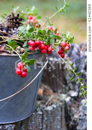 Bucket with lingonberry and cones in forest Bucket with lingonberry and cones in forest 61440369