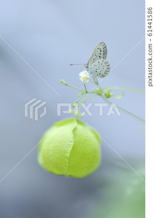 Lycaenidae and balsam 61441586