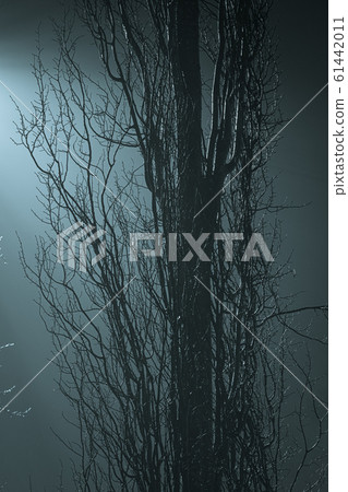 Tree branches at foggy night lit by streetlamp 61442011