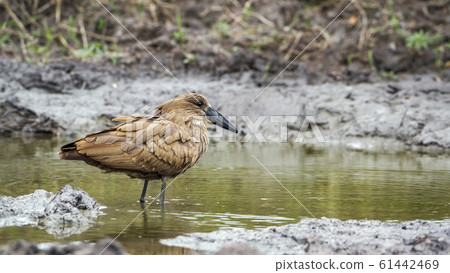 Hamerkop in Kruger National park, South Africa Hamerkop in Kruger National park, South Africa 61442469