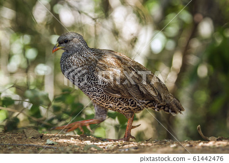 Natal francolin in Kruger National park, South 61442476