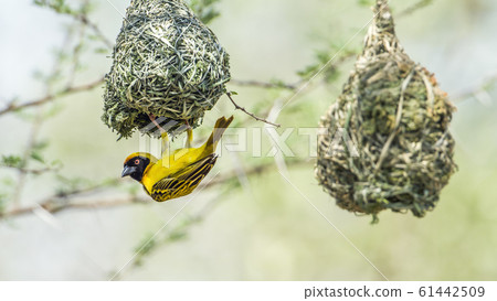 Southern Masked Weaver in Kruger National park, 61442509