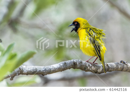 Southern Masked Weaver in Kruger National park, 61442516