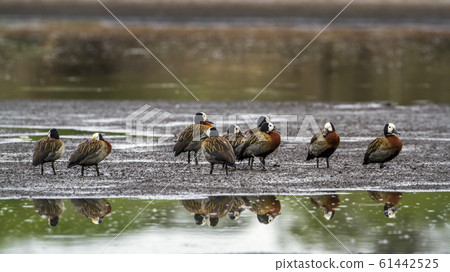White faced Whistling Duck in Kruger National White faced Whistling Duck in Kruger National 61442525
