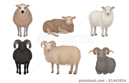 Farm Cattle with Hornes and Wooly Coat Vector Set 61442654