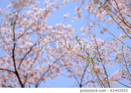 Hazakura (Yutenji) photo material 61442655
