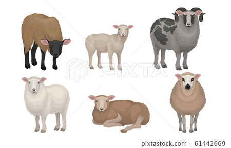 Farm Cattle with Hornes and Wooly Coat Vector Set 61442669