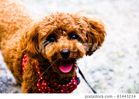 一個微笑 61443214