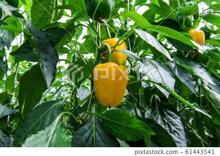 黃辣椒農場 61443541