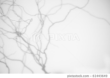 shadows of the tree branches on a white wall 61443649