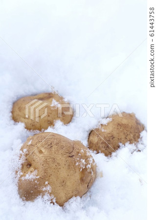 Wintering potatoes 61443758