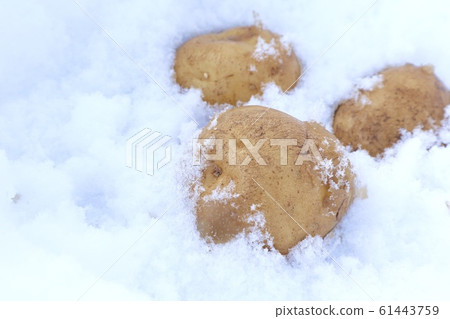 Wintering potatoes 61443759