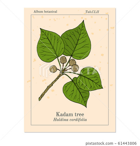 Kadam tree, or burflower-tree, laran, leichhardt pine neolamarckia cadamba , medicinal plant 61443806