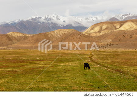 cow grazes in a meadow near the mountains 61444505