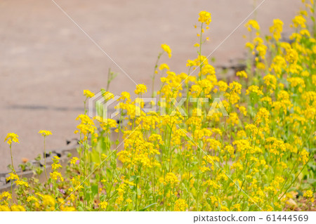 Nanohana (Yutenji) photo material Nanohana (Yutenji) photo material 61444569