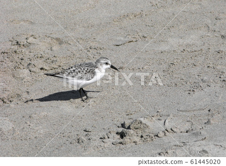 Wood Sandpiper on a sandy beach 61445020