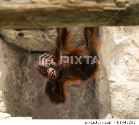Young orangutan hanging upside down with hand in 61445292