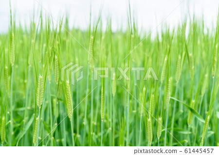 Green wheat field Barley Nijo barley Clear 61445457