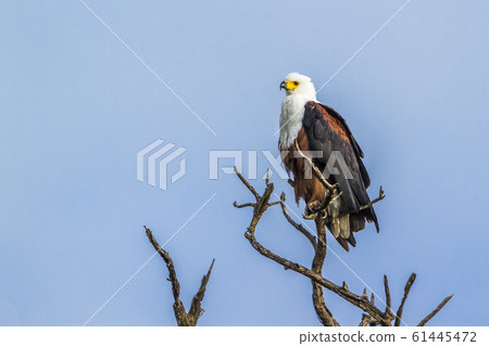 African fish eagle in Kruger National park, South 61445472