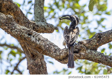 African Grey Hornbill in Kruger National park, African Grey Hornbill in Kruger National park, 61445473