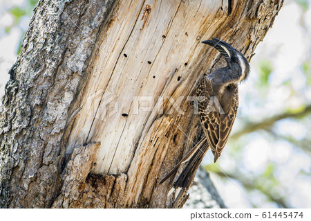 African Grey Hornbill in Kruger National park, African Grey Hornbill in Kruger National park, 61445474