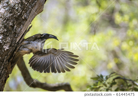 African Grey Hornbill in Kruger National park, African Grey Hornbill in Kruger National park, 61445475